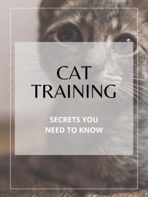 Cat Training